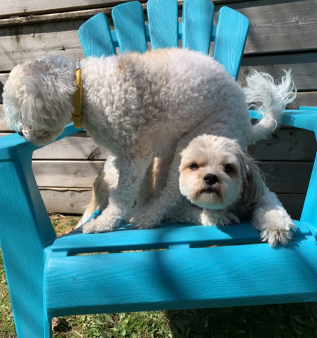Daisy and Peach 