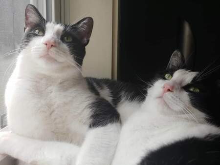 Tom and Jerry