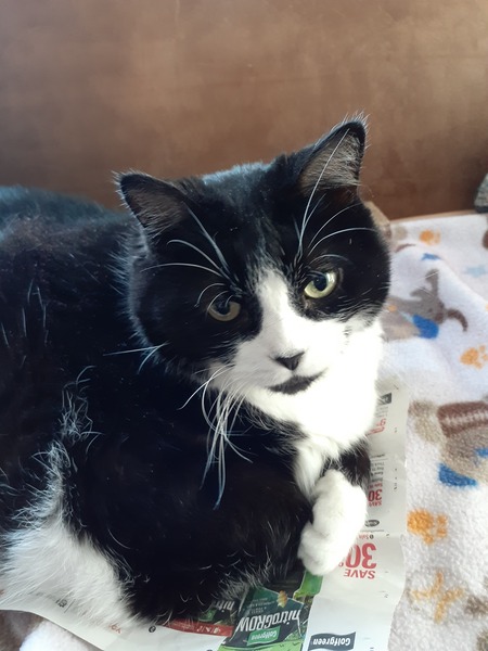 Domino