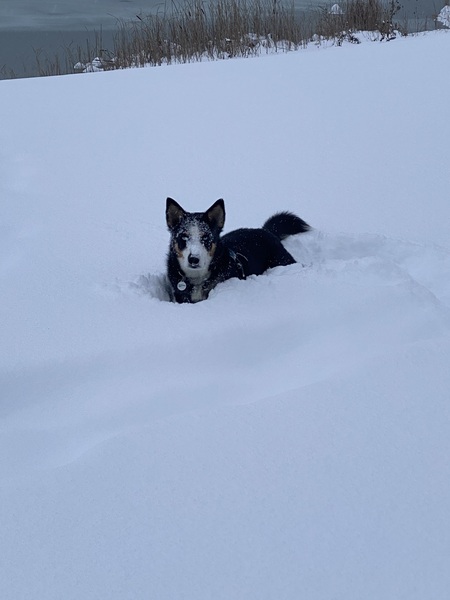 Oreo