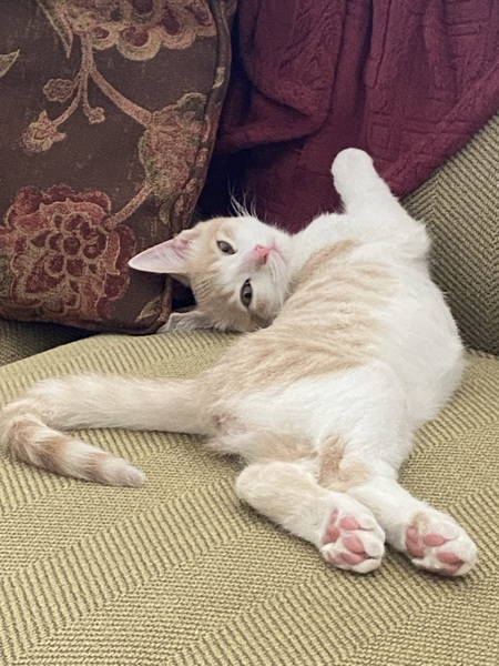 Beans