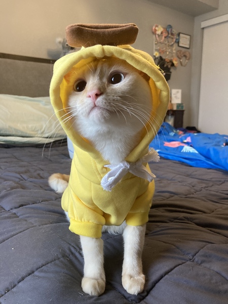 Boba Catt