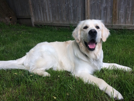 Samson