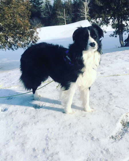 Seraphina