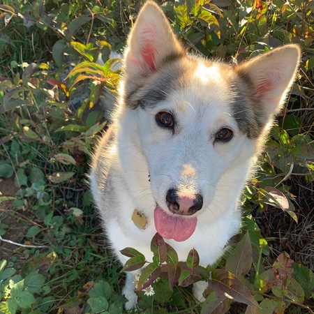 Dora 