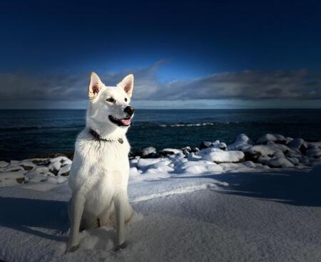 Shiloh