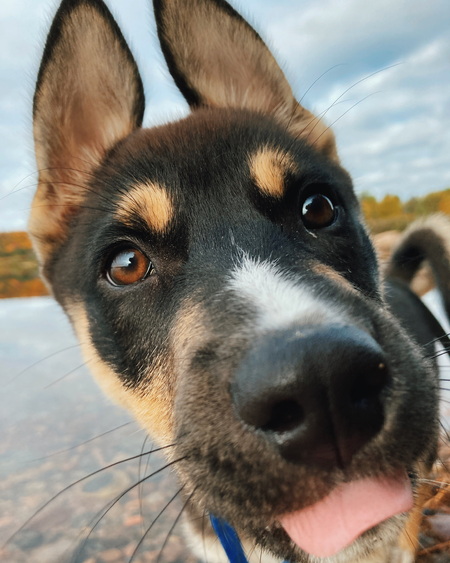 Sampson 