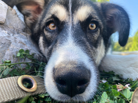 Nahla 