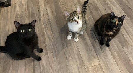 Jasper, Rocco and Penny