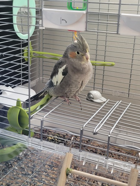 Nibbler 