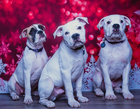 Lola, Chandler, Ozwald 