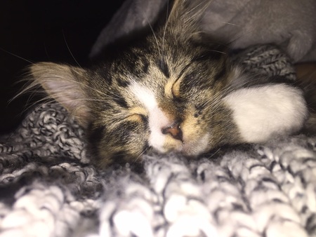 Pippa