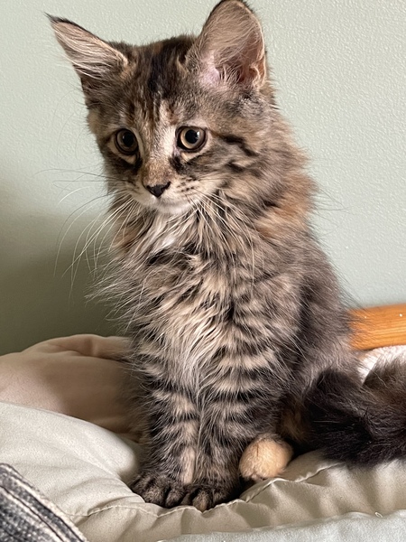 Zoe