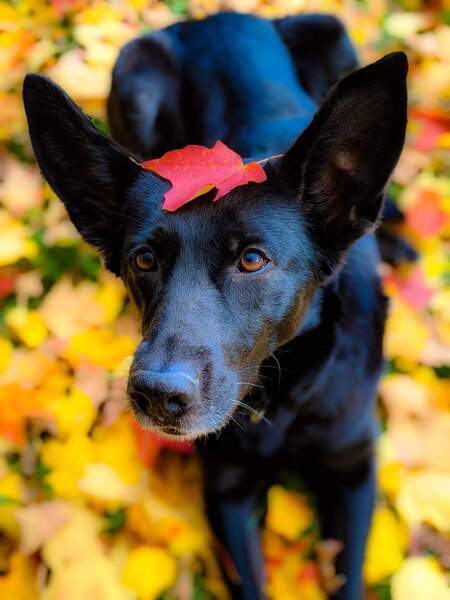 Bella