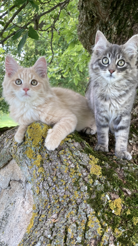 Tomcat and Smokey 