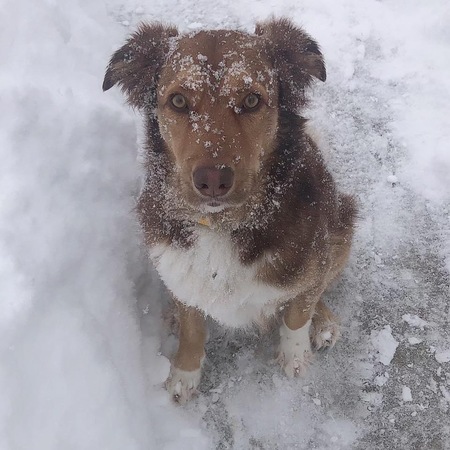 Bauer 