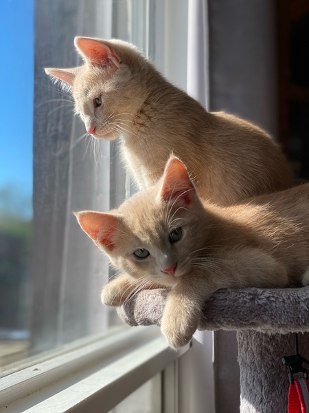 Maverick and Lincoln 