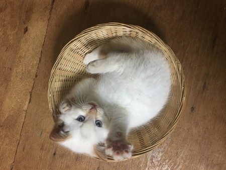 Ari
