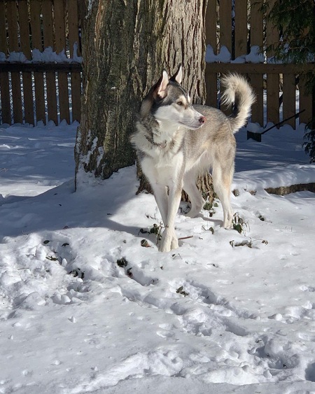 Misha