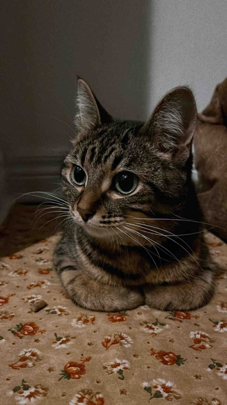 Nova