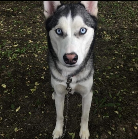 Mika