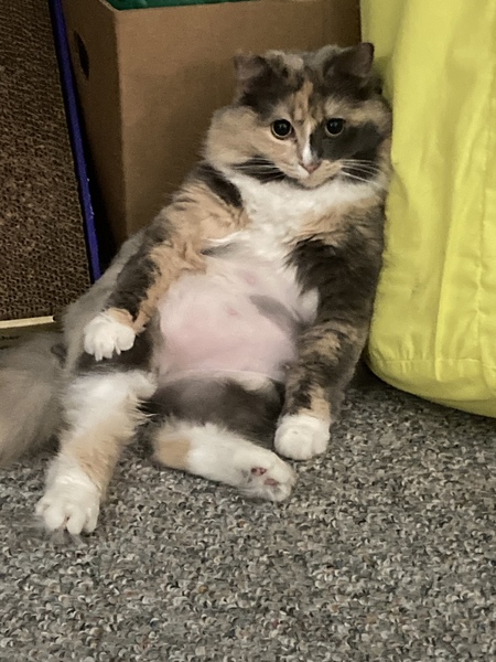 Lacie
