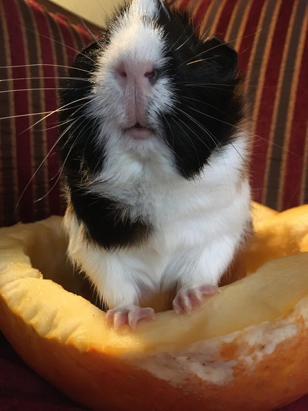 The Amazing Piggie Circus!