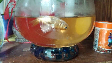 Zippy the Amazing Upside-down Goldfish