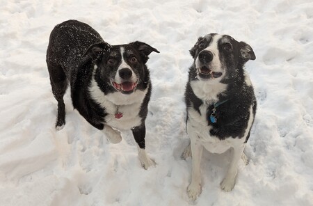 Bonsai & Loki