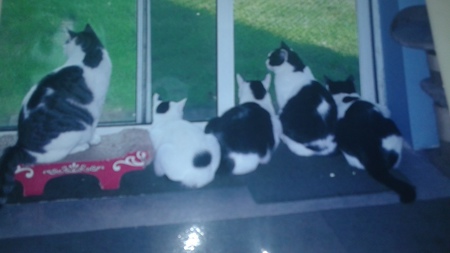 (L to R) Gilly, Serafina, Clover, Charlie & Taboo