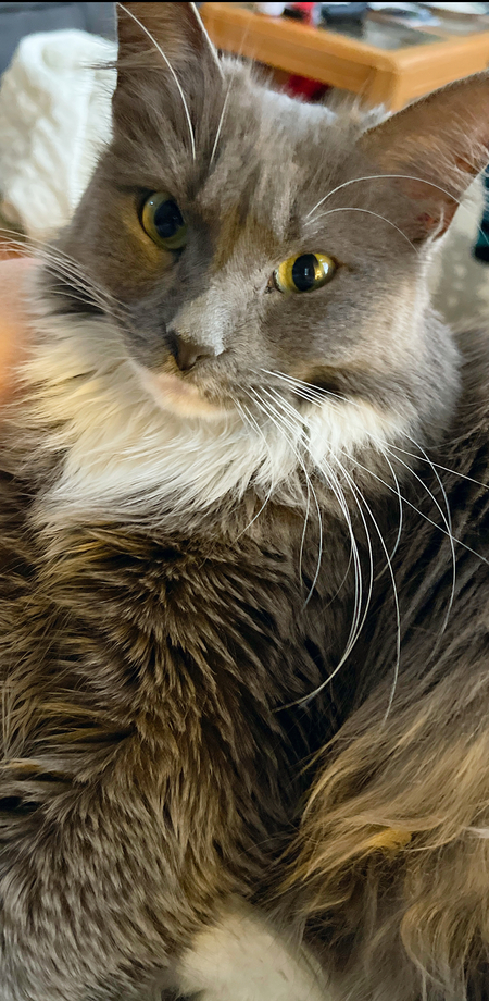 Fluffy 