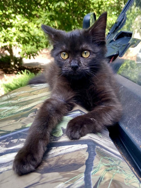 Rascal