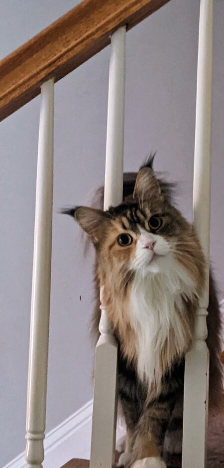 Callie