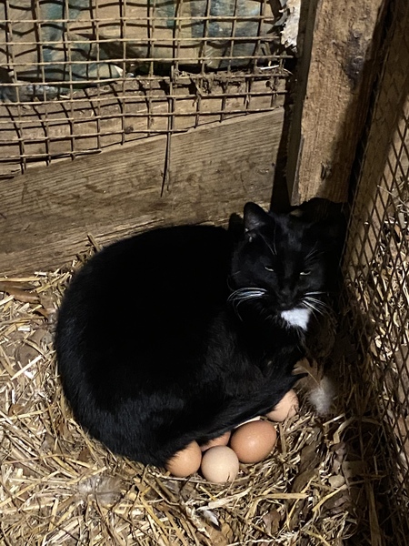 Tuxedo(Tux)