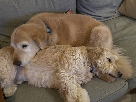 Tucker (Golden) & Caico (Golden Doodle)