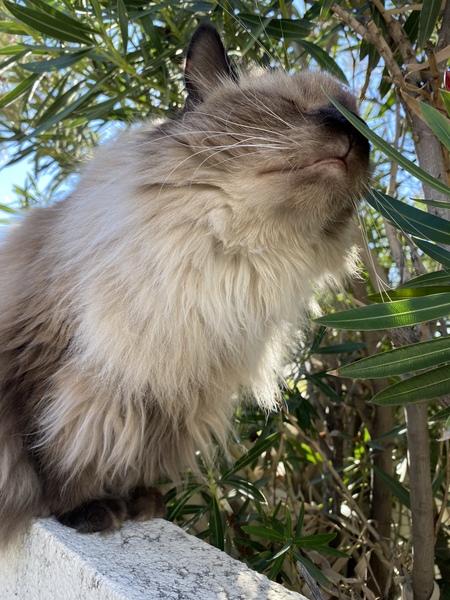 Cecil 