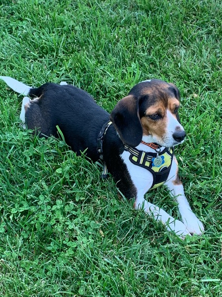 Enzo