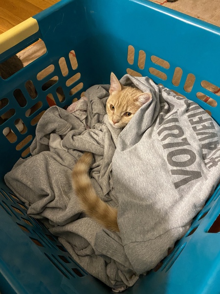 Opie