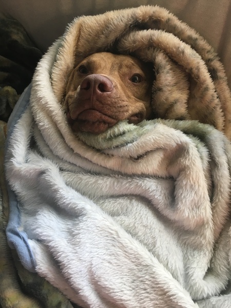 Otis