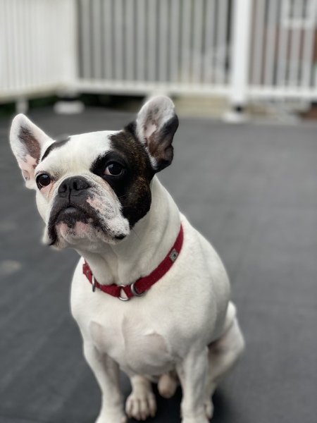 Frankie