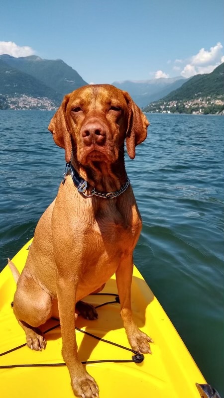 Dexter