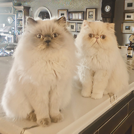 Rumi and Lily