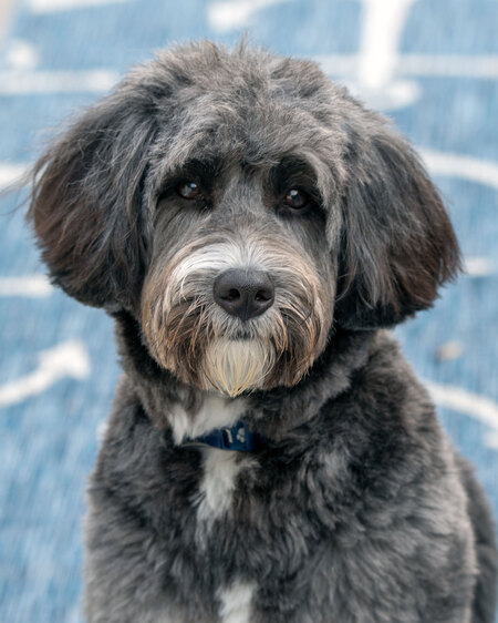 Bailey