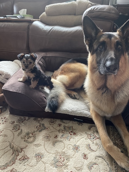 Brothers from Another Mother - Baxter and Blue 
