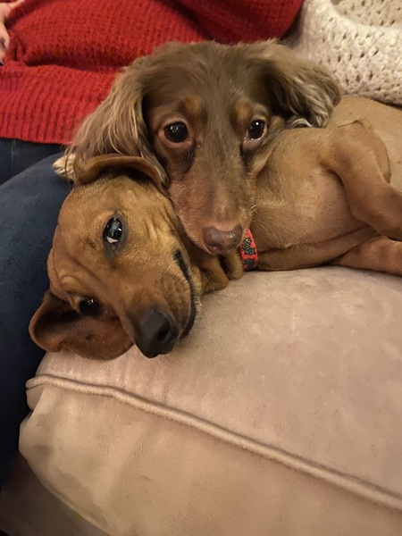 Cannoli and Chrushicki  (Noli and Shiki)