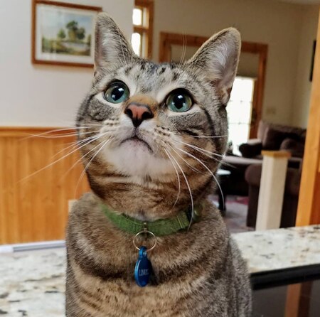 Linus 