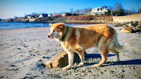 Jake