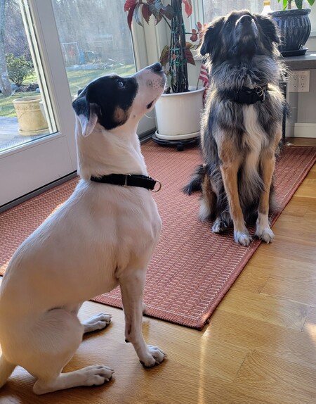 Pip & Gracy