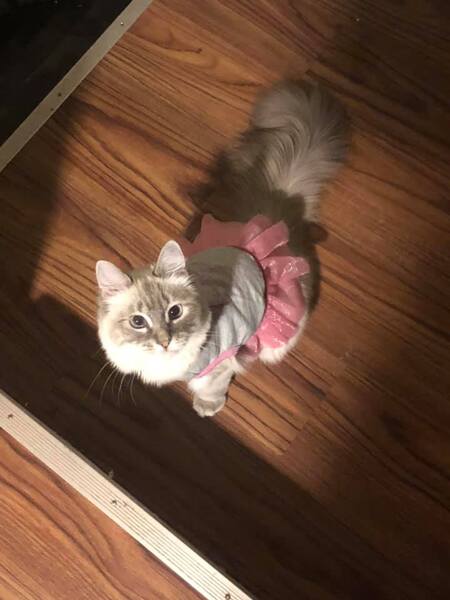 Elsa 