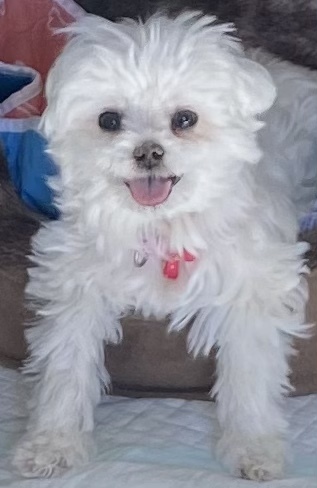 Lexi